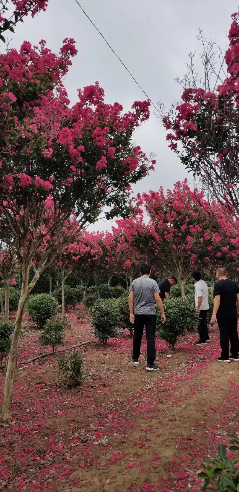 红花紫薇，红火箭，红火球，天鹅绒，国旗红，百日红夏天开花