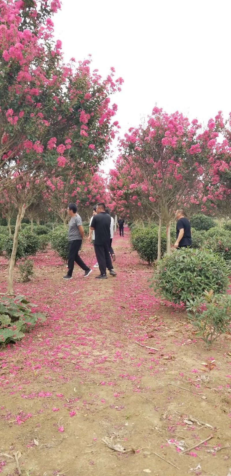 红花紫薇，红火箭，红火球，天鹅绒，国旗红，百日红夏天开花