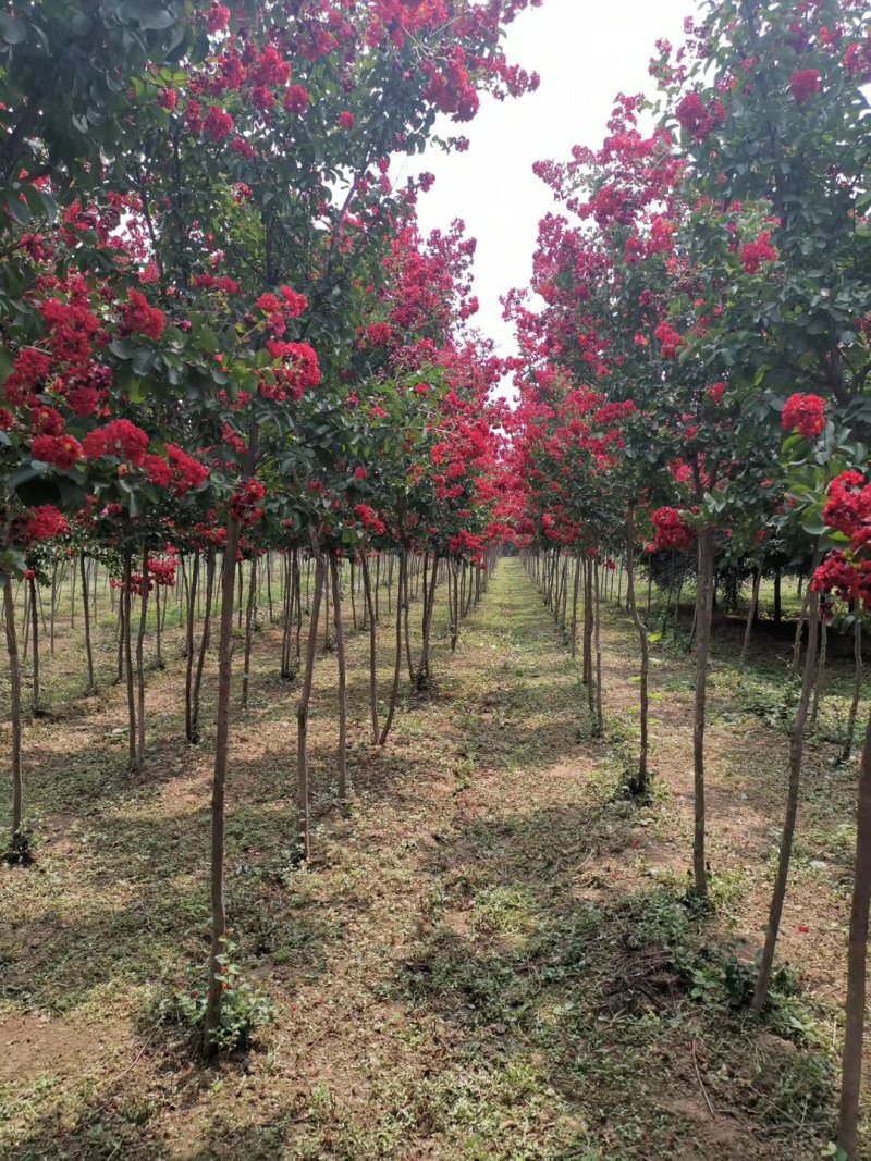 红花紫薇，红火箭，红火球，天鹅绒，国旗红，百日红夏天开花