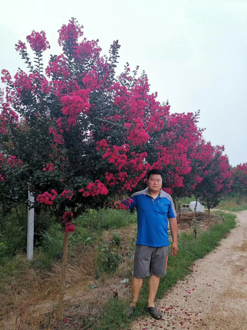 红花紫薇，红火箭，红火球，天鹅绒，国旗红，百日红夏天开花