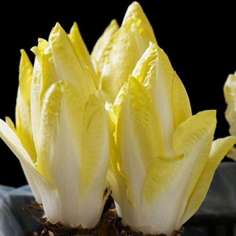 软化菊苣种子种籽菜/根四季家庭盆栽苗阳台庭院食用红苣菊