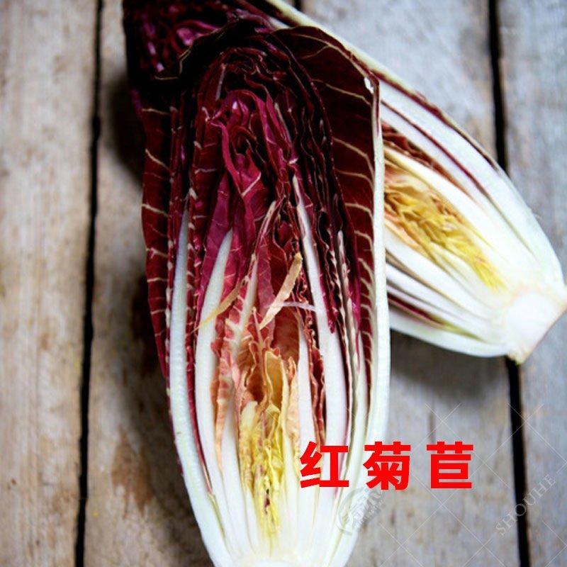 软化菊苣种子种籽菜/根四季家庭盆栽苗阳台庭院食用红苣菊