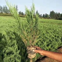 沙地柏爬地柏营养杯地栽苗苗圃大量供应均有