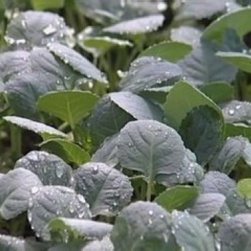 花菜苗（菜花，花椰菜苗）根系发达易成活抗病力强