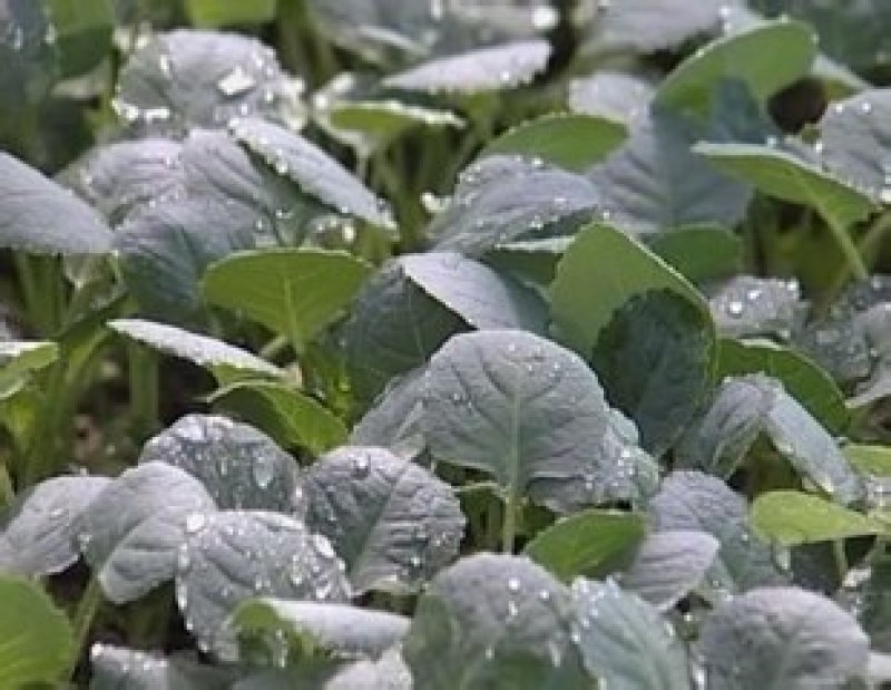 花菜苗（菜花，花椰菜苗）根系发达易成活抗病力强