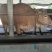 牛犊黄牛牛犊改良肉牛包运输包成活