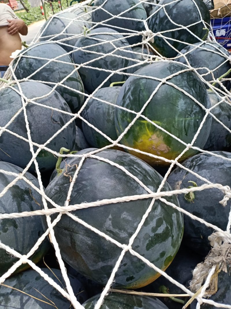 周口市太康县【精品黑皮无籽西瓜大量上市】产地直销，