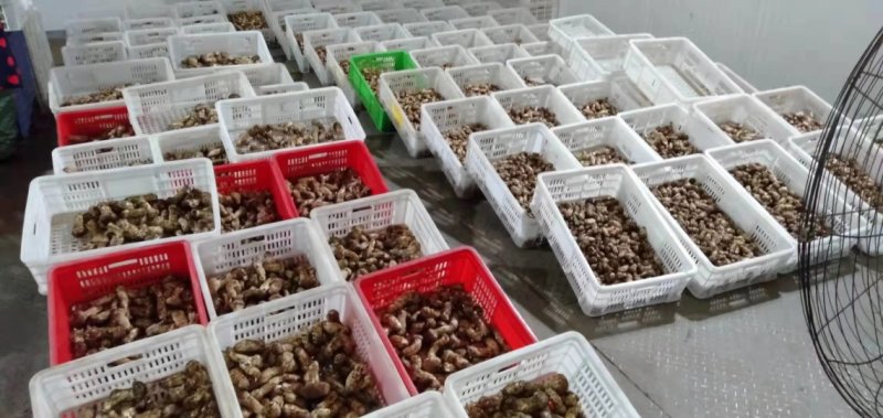 小金松茸