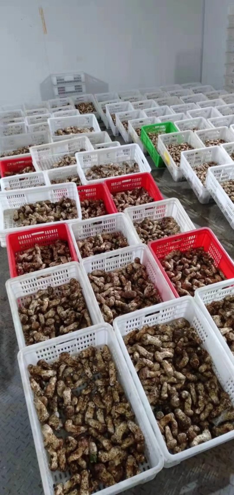 小金松茸