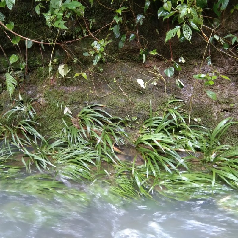 野生石菖蒲