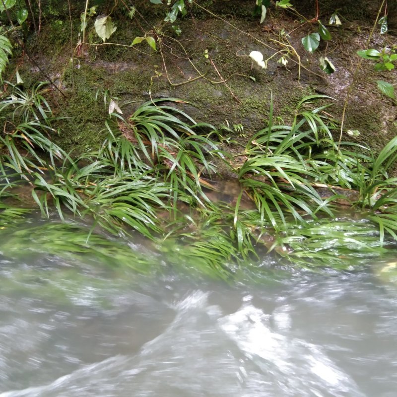 野生石菖蒲