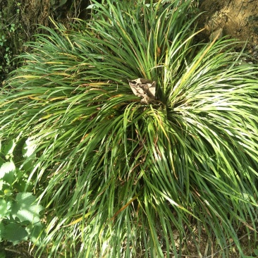 野生石菖蒲