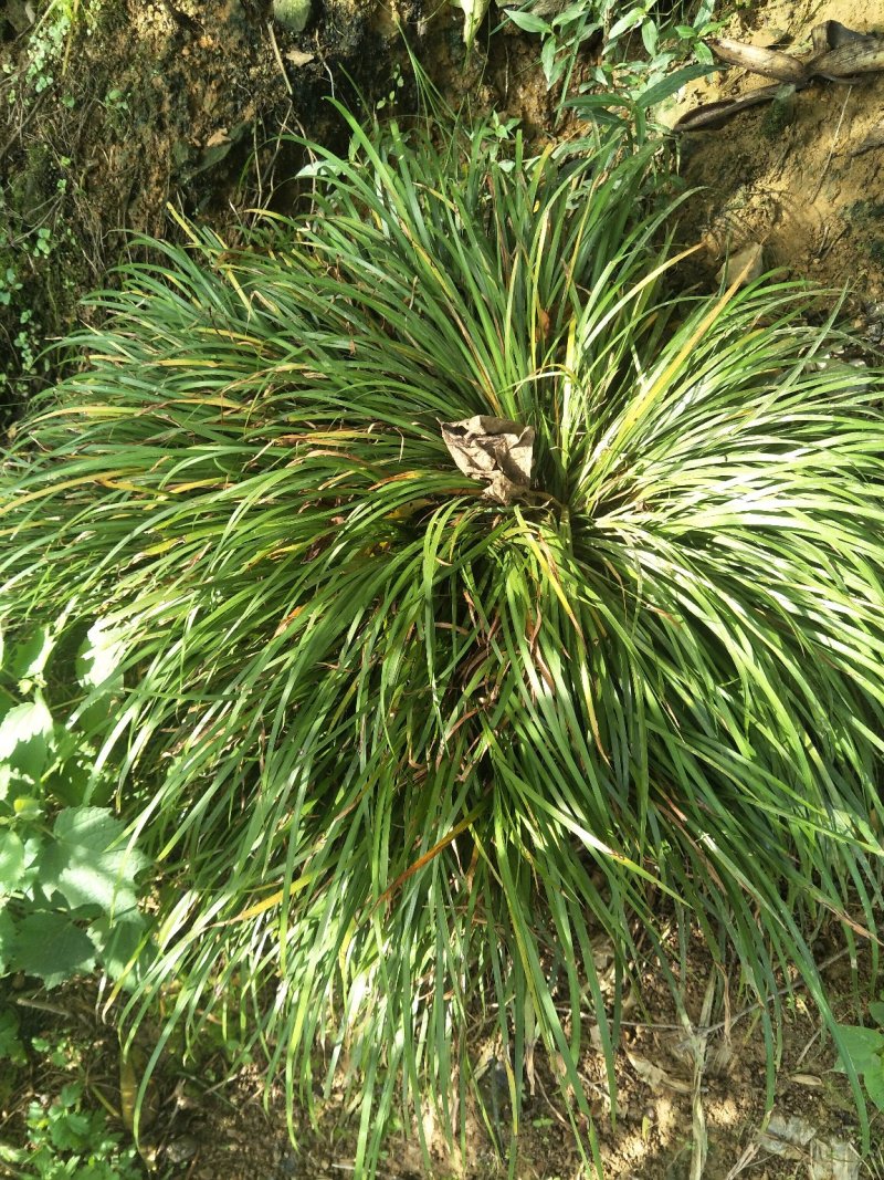 野生石菖蒲