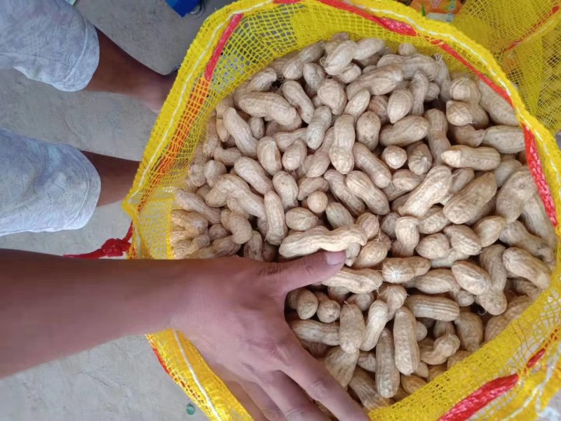 河南白沙鲜花生，大果湿花生产地直发常年代办代发保证质量
