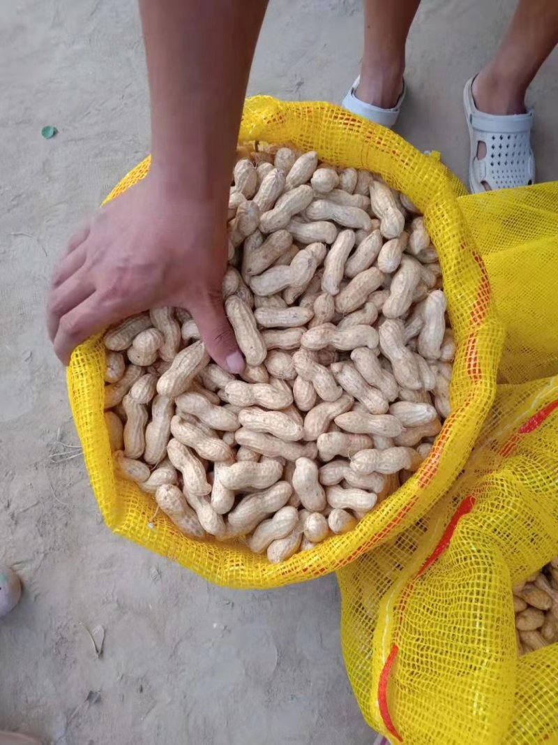 河南白沙鲜花生，大果湿花生产地直发常年代办代发保证质量