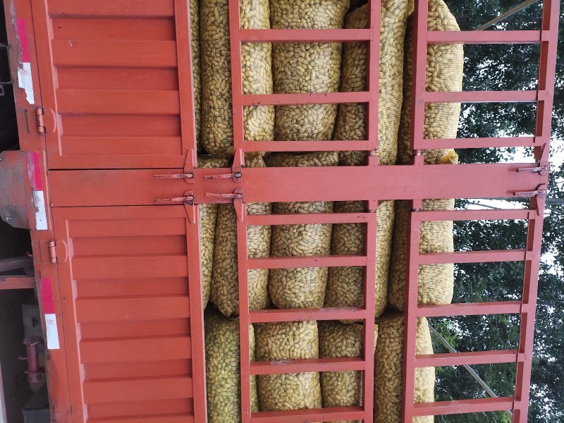 开封沙地鲜花生，过筛子精品，手选果，颗粒饱满产地大量