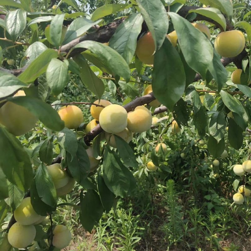 湖北省宜城市各种李子品种齐全大量上市。