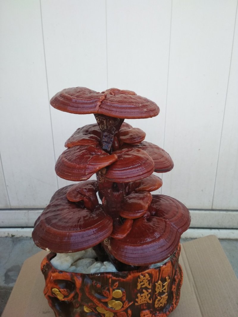 【精品】灵芝盆景，产地直发可视频看货自产自销批发零售