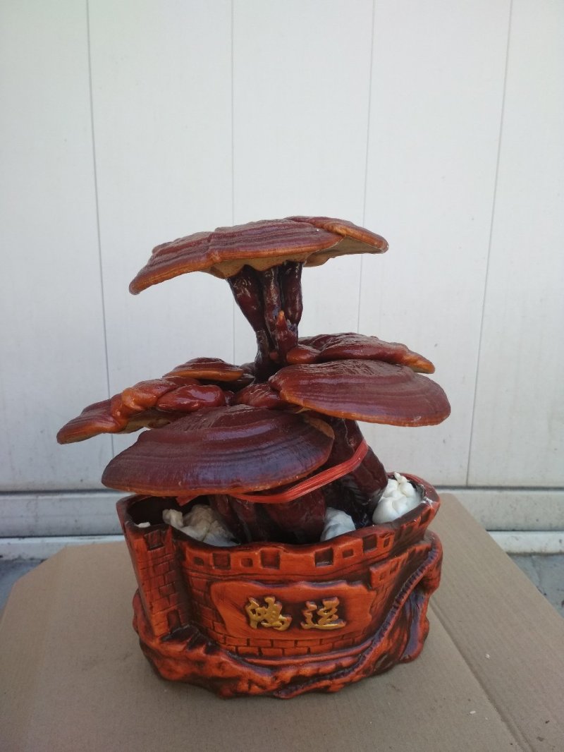 【精品】灵芝盆景，产地直发可视频看货自产自销批发零售
