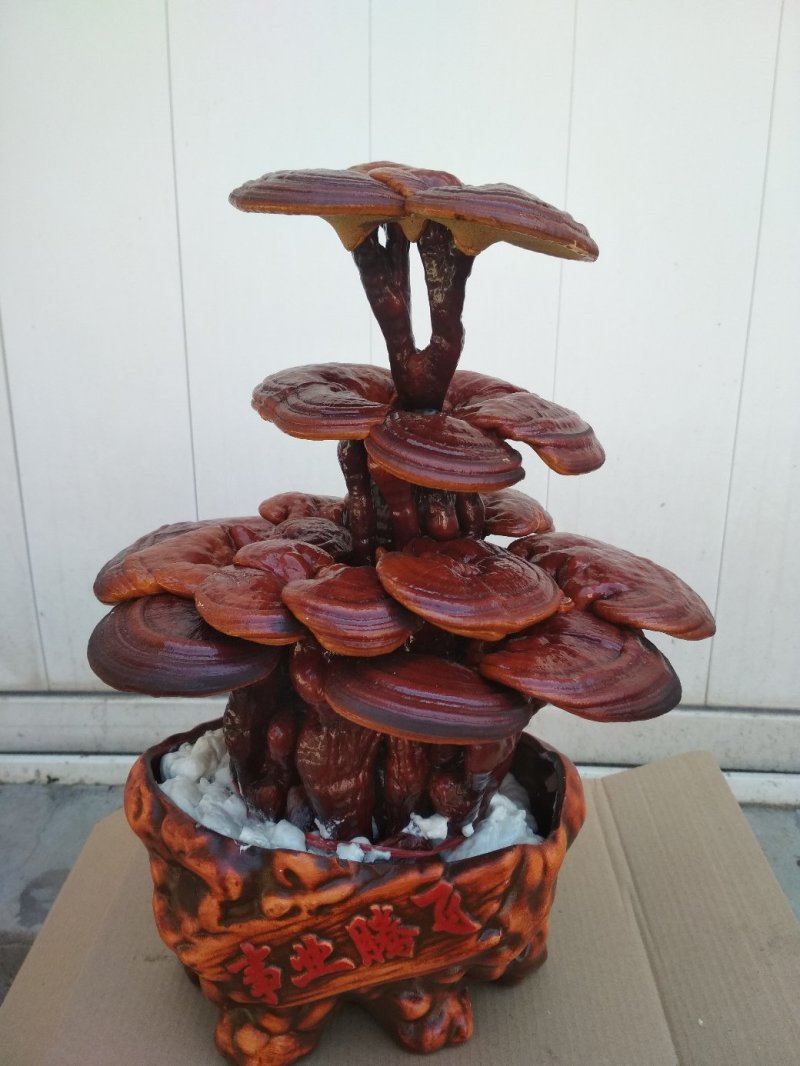 【精品】灵芝盆景，产地直发可视频看货自产自销批发零售