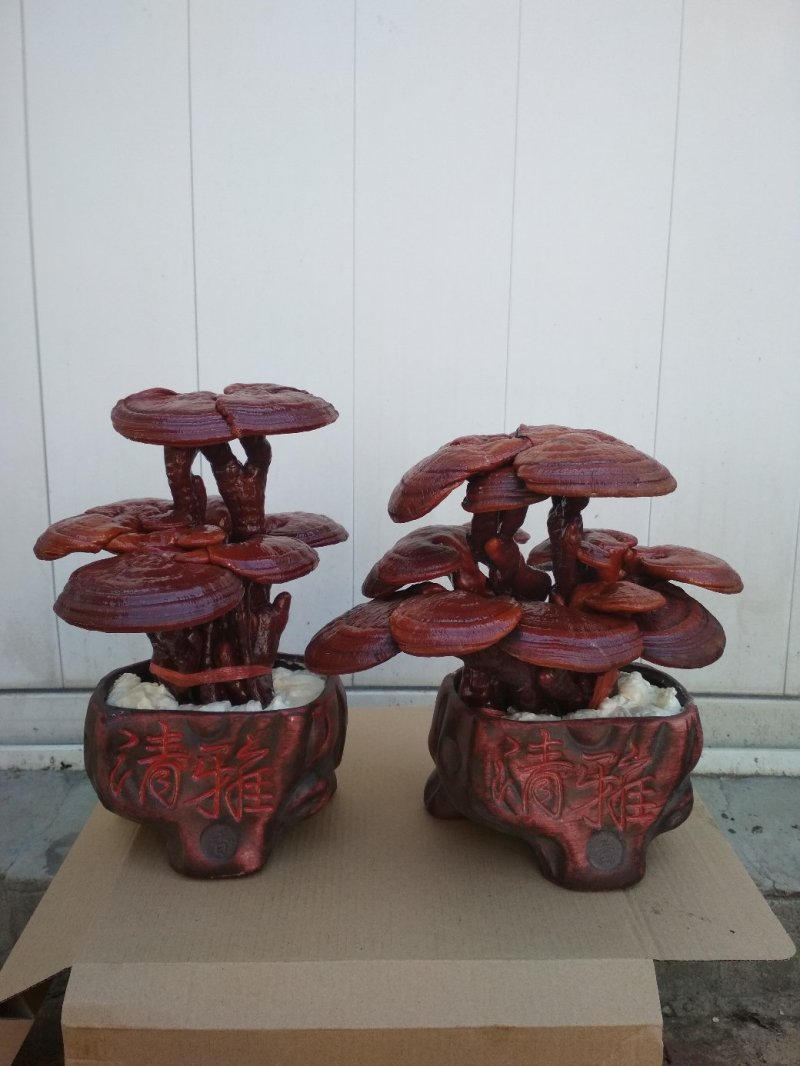 【精品】灵芝盆景，产地直发可视频看货自产自销批发零售