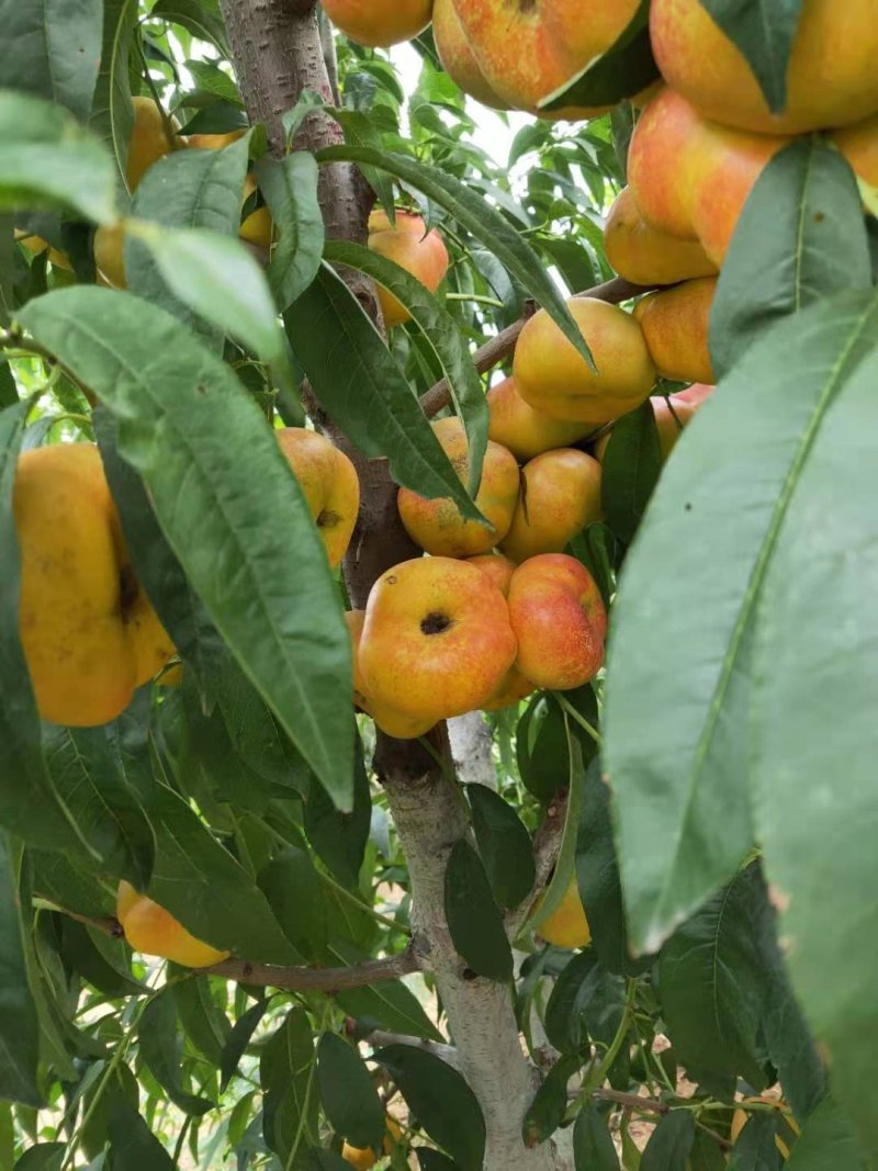 风味皇后油桃苗油蟠7桃苗油蟠7-7桃苗结果纽扣桃苗