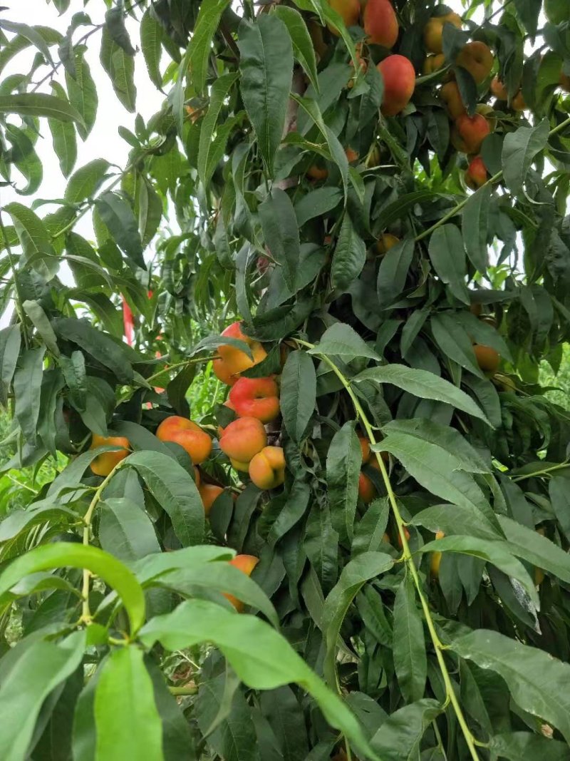 风味皇后油桃苗油蟠7桃苗油蟠7-7桃苗结果纽扣桃苗