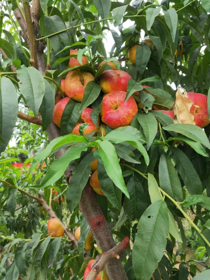 风味皇后油桃苗油蟠7桃苗油蟠7-7桃苗结果纽扣桃苗