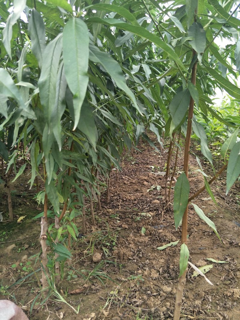 风味皇后油桃苗油蟠7桃苗油蟠7-7桃苗结果纽扣桃苗