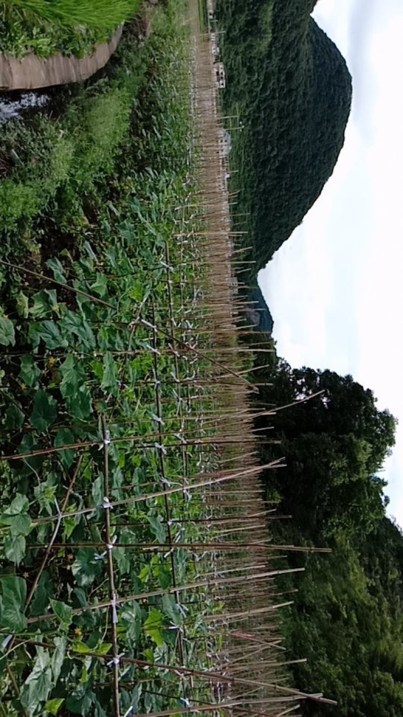 青瓜