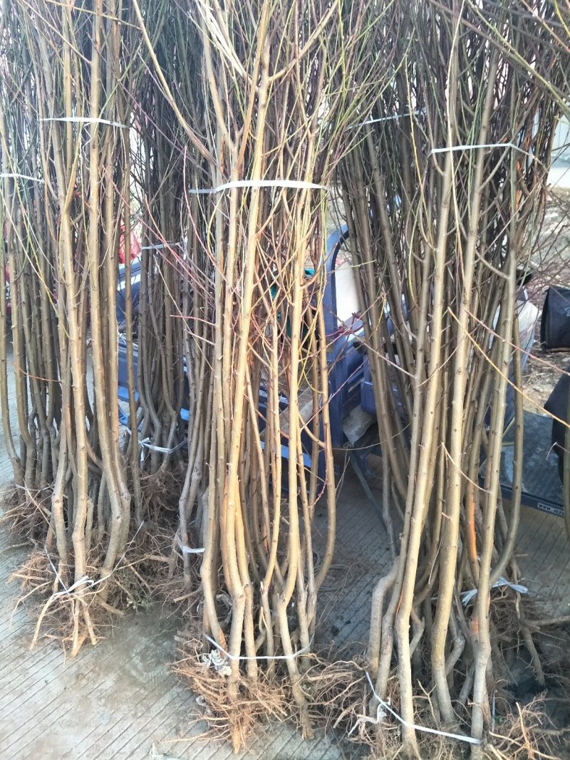 黑桃树苗黑桃皇后苗黑桃苗桃树苗品种纯正线上交易