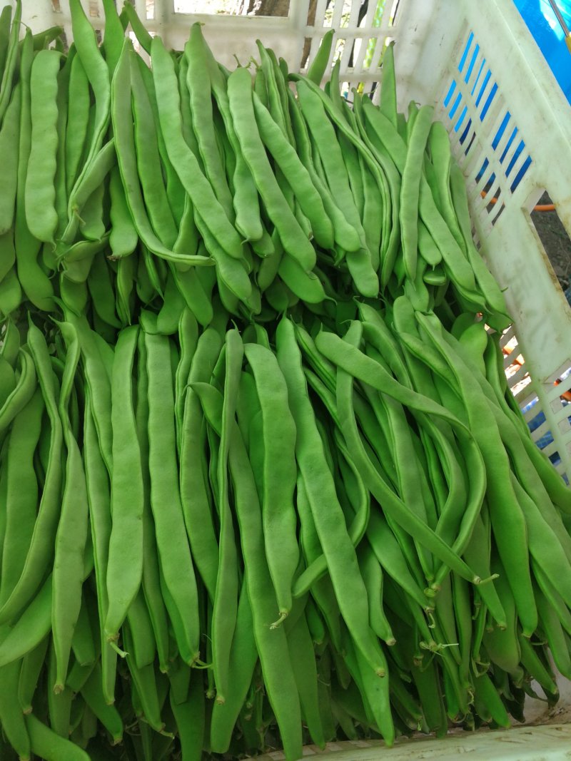 豆类