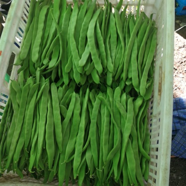 豆类