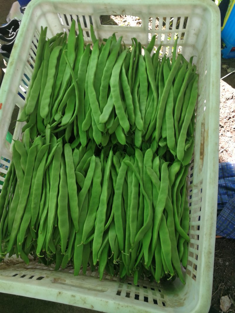 豆类