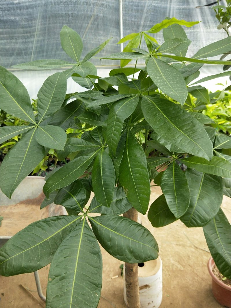 花卉盆景独杆发财树高度一米五左右原盆原土发货