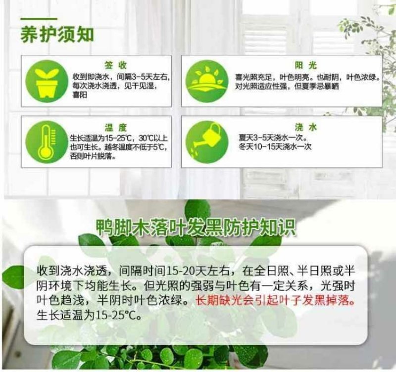 鸭脚木八方来财幸运木室内大型盆栽净化空气