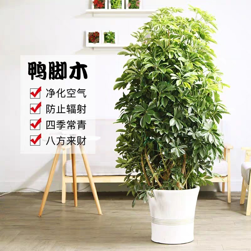 鸭脚木八方来财幸运木室内大型盆栽净化空气