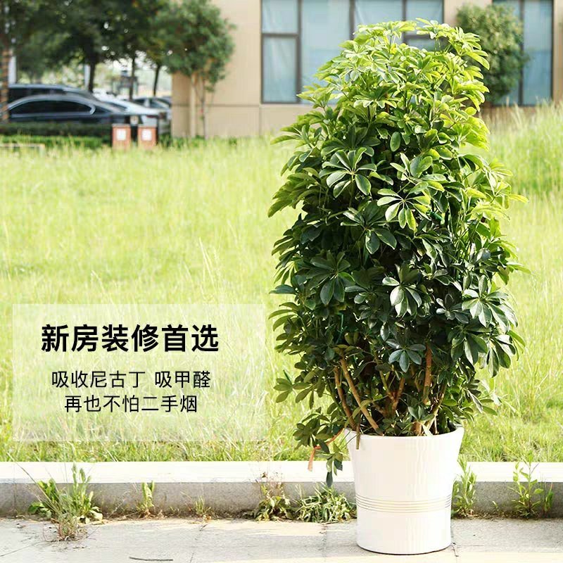 鸭脚木八方来财幸运木室内大型盆栽净化空气