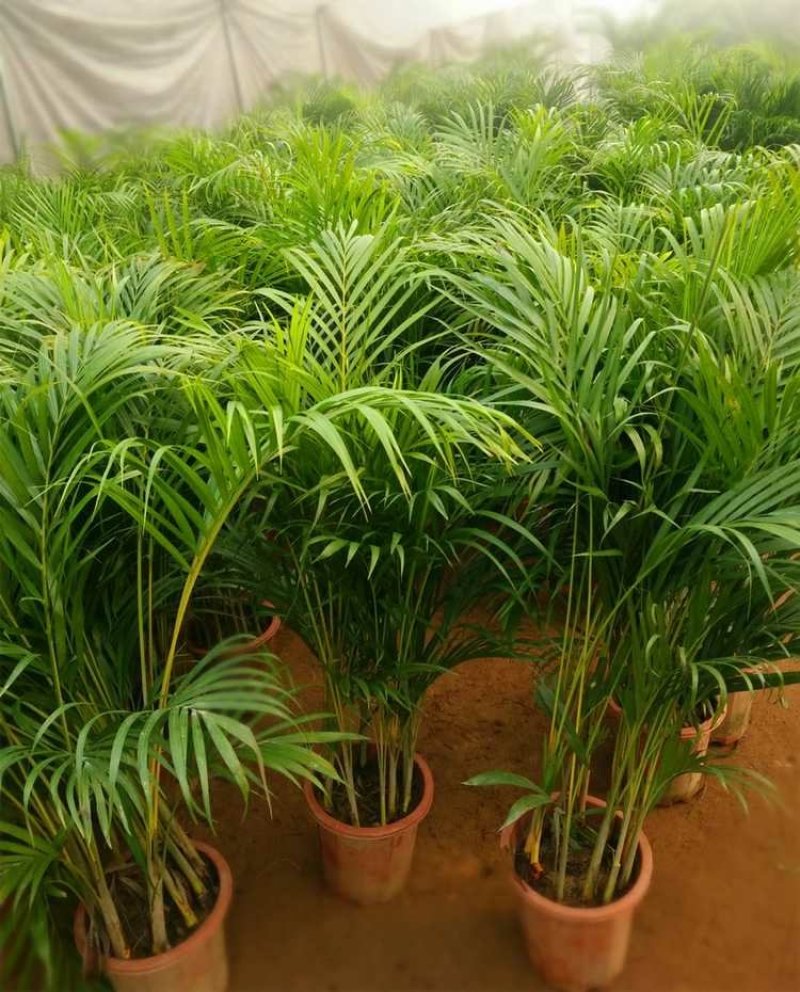 花卉盆景凤尾竹散尾葵高度一米到一米二一盆多颗