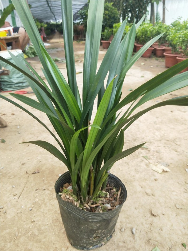 花卉盆景墨兰连体苗十颗连体室内花卉年宵花卉