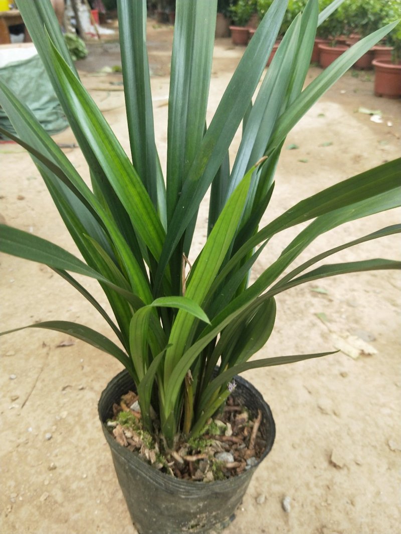 花卉盆景墨兰连体苗十颗连体室内花卉年宵花卉