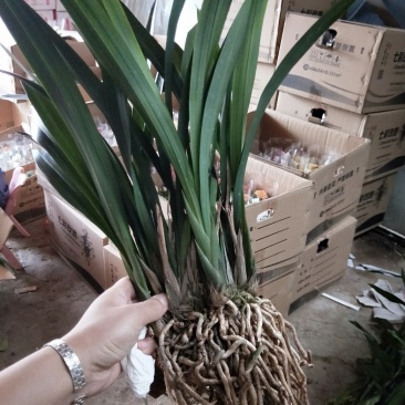 花卉盆景墨兰连体苗十颗连体室内花卉年宵花卉
