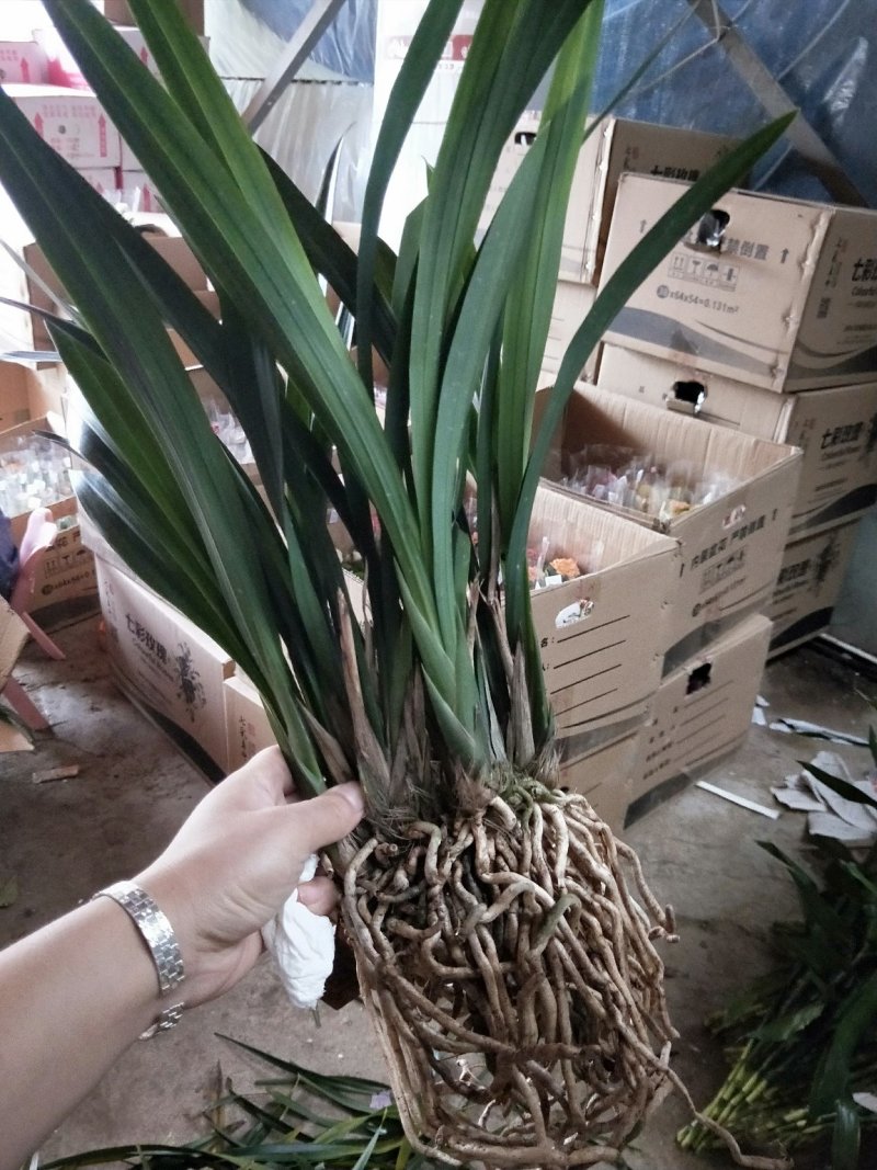 花卉盆景墨兰连体苗十颗连体室内花卉年宵花卉