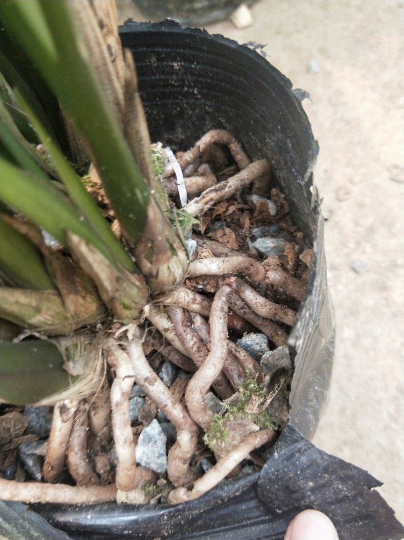 花卉盆景墨兰连体苗十颗连体室内花卉年宵花卉