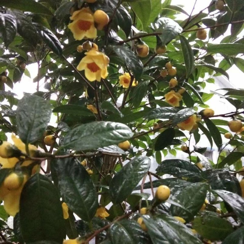 广西一级保护植物金花茶产地