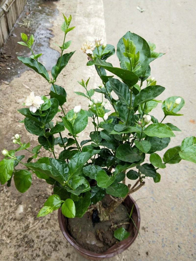 花卉盆景重瓣白茉莉老桩一盆一颗