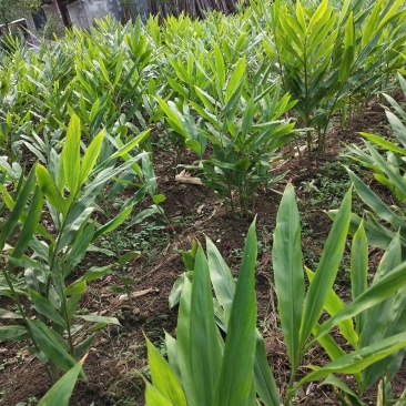 阳荷