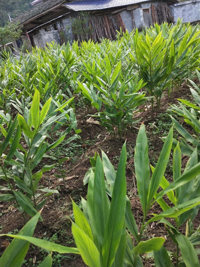 阳荷