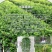 常春藤四季常青庭院绿化植物绿化苗，苗圃大量出售