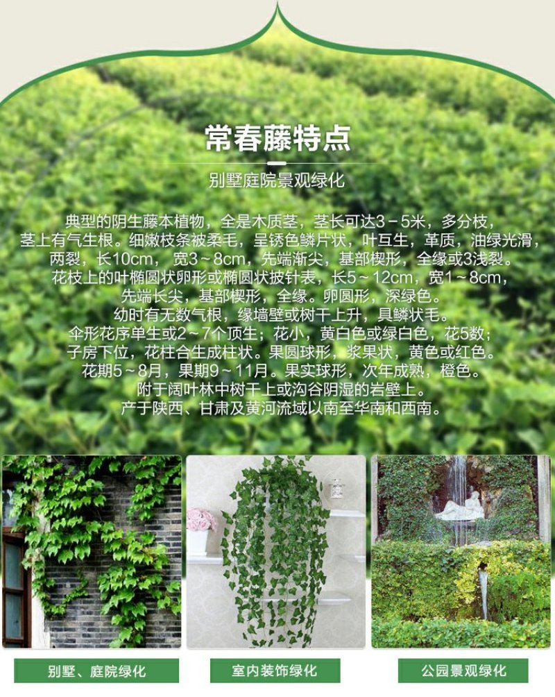 常春藤四季常青庭院绿化植物绿化苗，苗圃大量出售